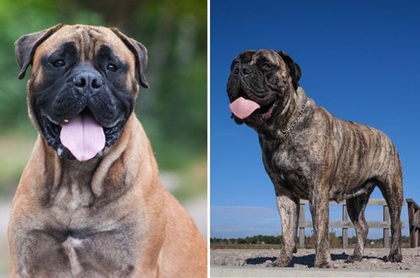 Бульмастиф