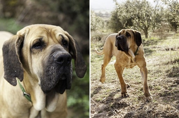 Філа бразилейро