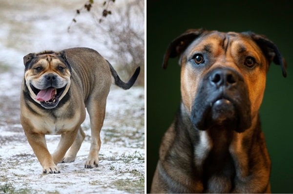 Ка-де-бо (майорський мастиф)