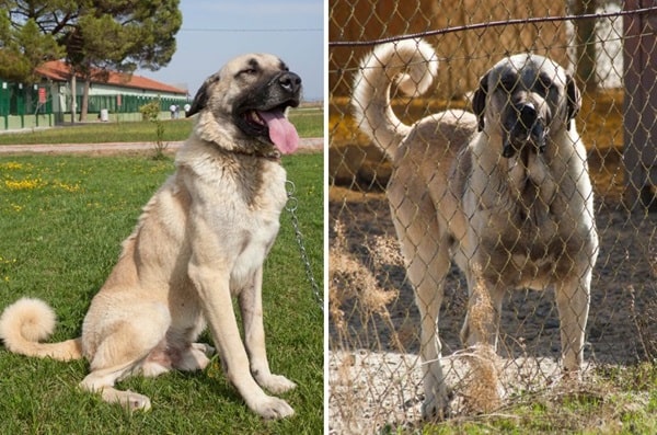 Кангал (анатолійська вівчарка)