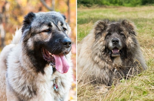 Кавказька вівчарка