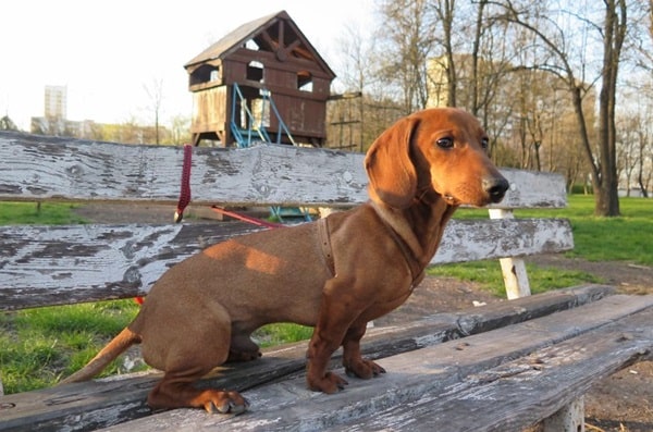 Такса — вважається незалежним собакою