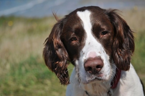 Англійський спрингер-спанієль