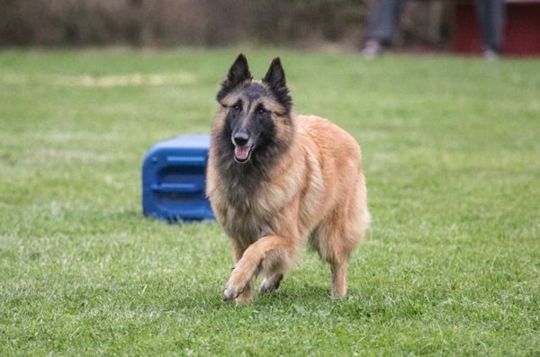 Бельгійська вівчарка (тервюрен)