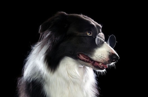 Бордер-коллі