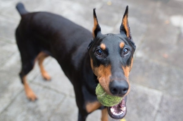 Доберман-пінчер