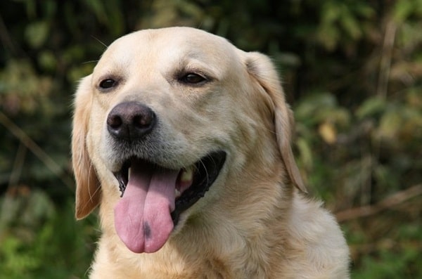 Лабрадор-ретривер