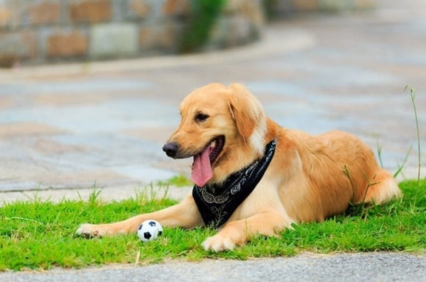 Золотистий ретривер