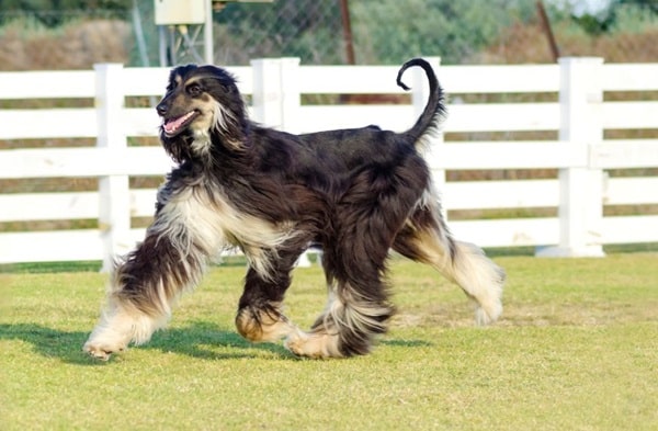 Афганський хорт