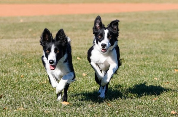 Бордер-коллі