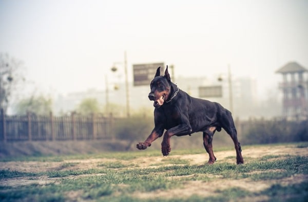 Доберман пінчер