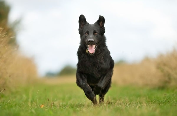 Німецька вівчарка