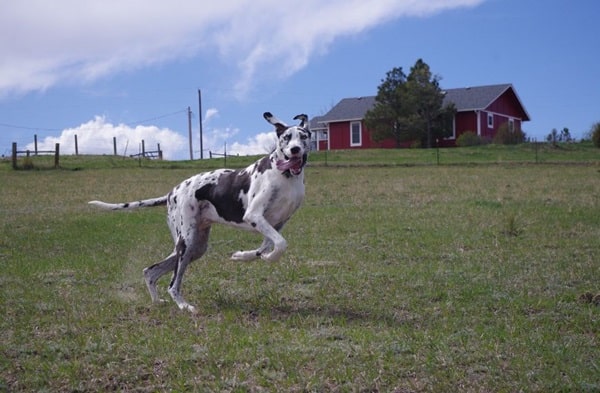 Німецький дог