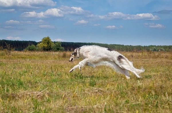 Російський псовий хорт