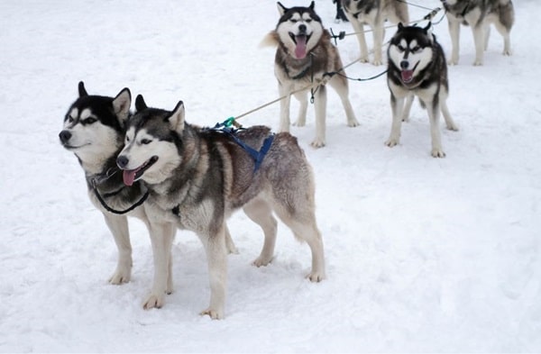 Сибірський хаскі
