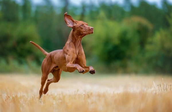 Вижла угорська