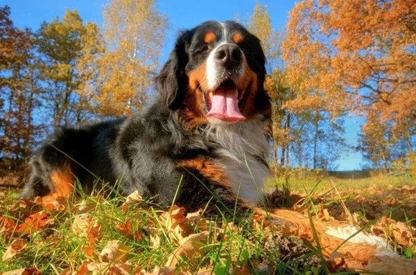 Бернський зенненхунд