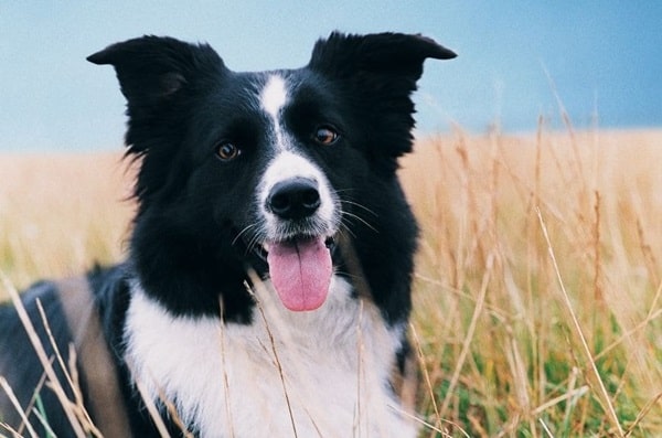Бордер-коллі