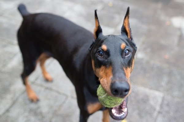 Доберман-пінчер