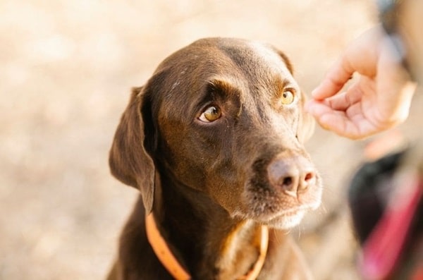 Лабрадор-ретривер
