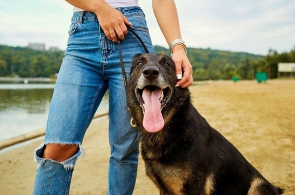 Німецька вівчарка