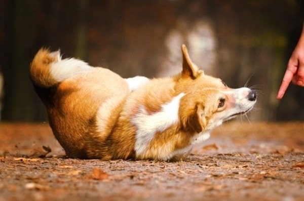 Вельш-коргі