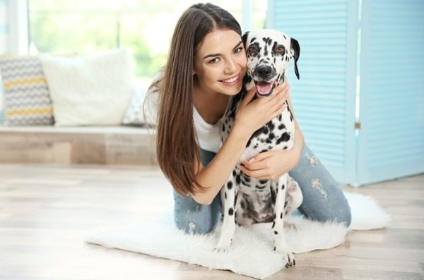 Далматин — одна з найвідданіших порід собак