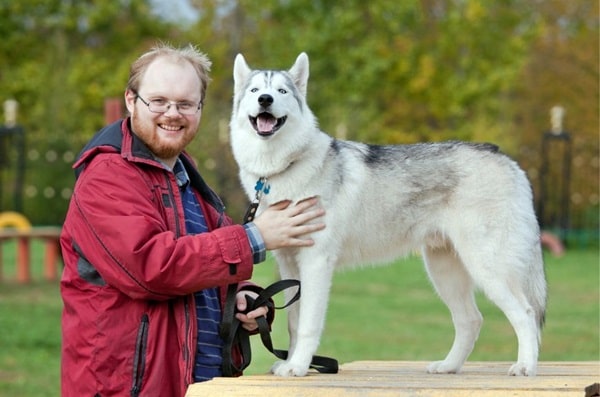 Сибірський хаскі — дуже прив'язаний до своєї сім'ї