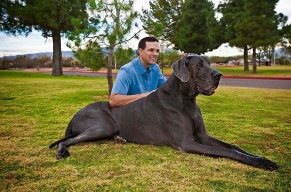 Німецький дог на прізвисько Джордж