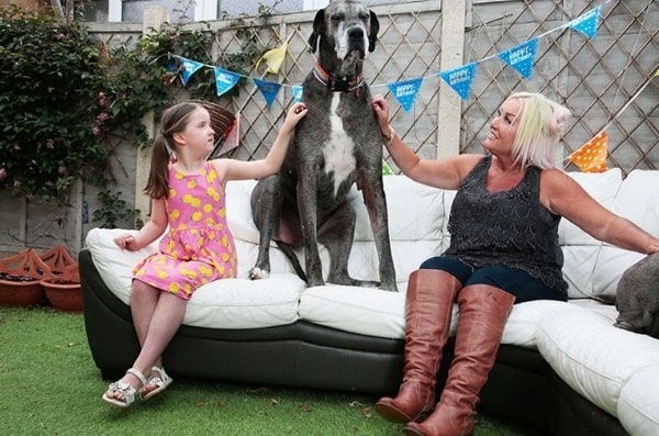 Німецький дог на прізвисько Фредді