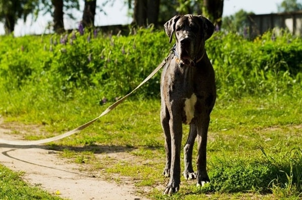 Німецький дог