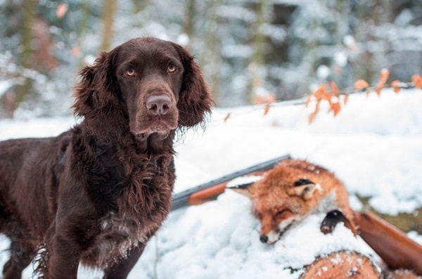 Німецький вахтельхунд