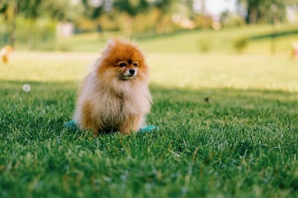 Опис і зовнішній вигляд