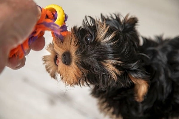 Опис собаки