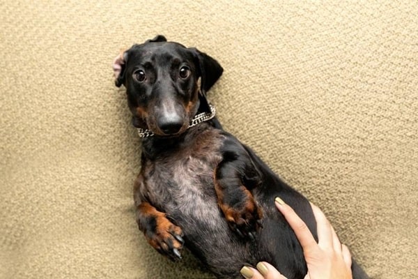 Основні риси характеру і поведінки породи