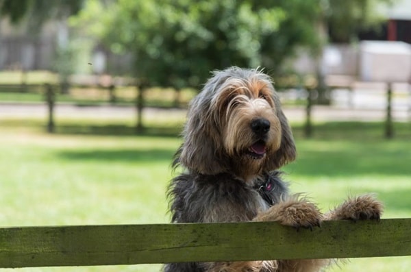 Оттерхаунд (видровий собака)