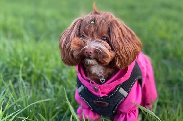 Петербурзька орхідея