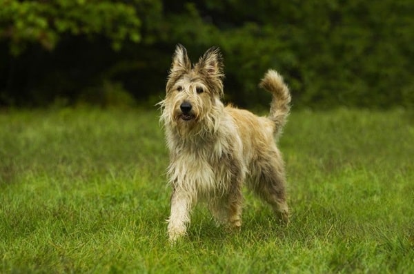 Пікардійська вівчарка