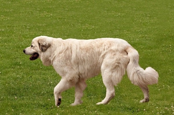Піренейський гірський собака