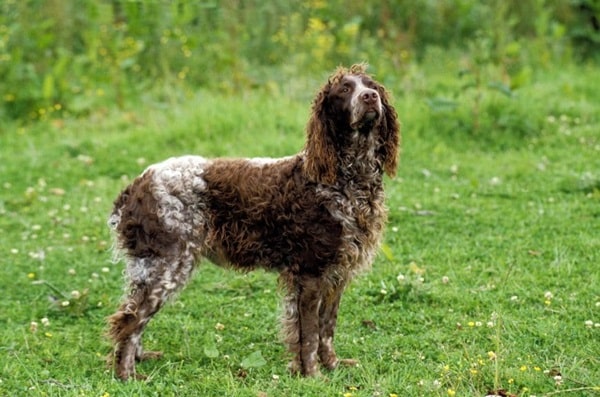 Понт-одемерський спанієль