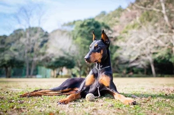 Доберман