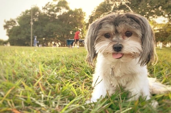 Гаванський бішон