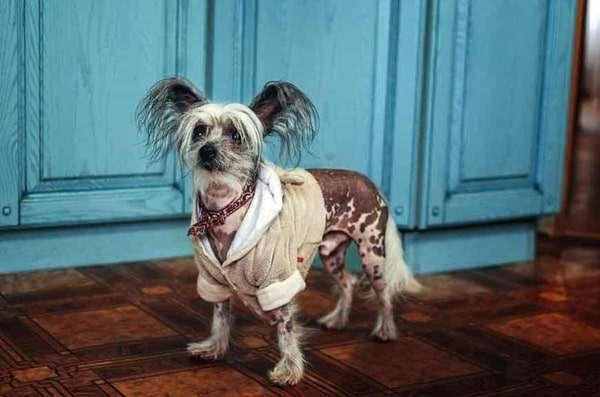 Китайська чубата