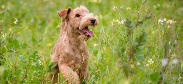 Лейкленд-тер'єр