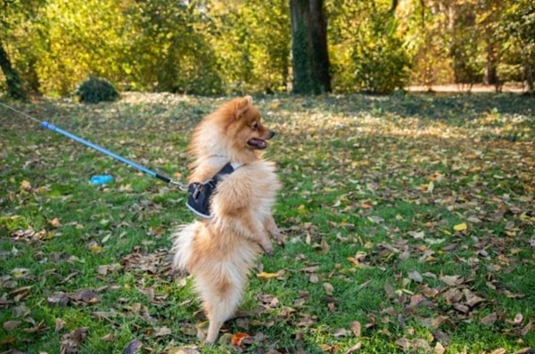 Померанський шпіц