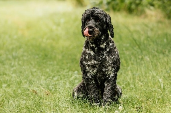 Португальський водяний собака