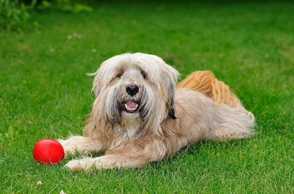 Тибетський тер'єр