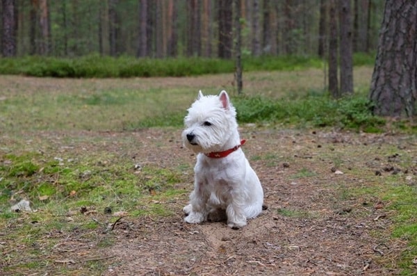Вест-хайленд-уайт-тер'єр