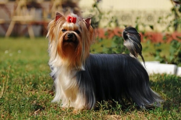 Йоркширський тер'єр