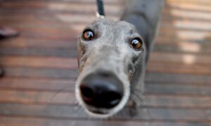 Породи собак, які не гавкають.